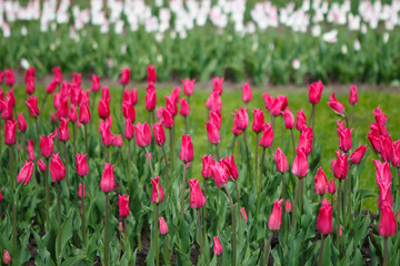 Panele Szklane  Plantacje tulipanów ozdobnych w kolorze czerwonym. Kwiaty tulipany Burgund - luksus odmiany holenderskiej. Tulipanowa lilia wykwintna. Kwiat w kształcie miseczki.
