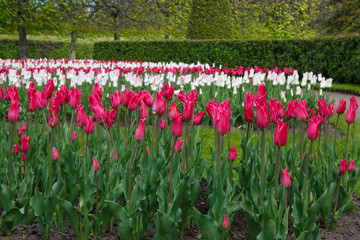 Panorama of Tulips miliarity decorative red . Flowers tulips Burgundy - luxury of the Dutch variety. Tulip Lily exquisite. Cup-shaped flower.