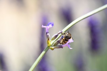 Abeille dans la lavande