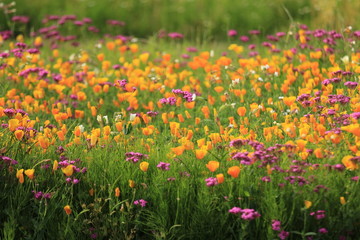 青山高原ハーブガーデン