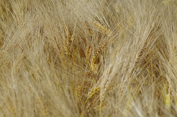 Wheat background