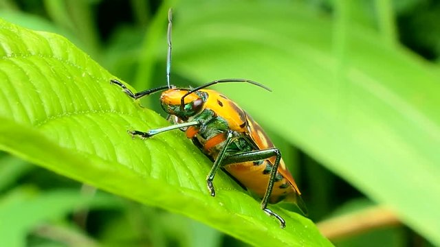 A bug basks (Cantao ocellata) on leaves in tropical rain forest.