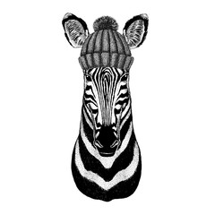 Zebra Horse wearing winter knitted hat