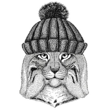 Wild cat Lynx Bobcat Trot wearing winter knitted hat