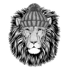 Wild Lion wearing winter knitted hat