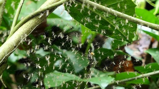 Mosquitoes on spider web in tropical rain forest.
