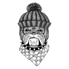 Bulldog wearing winter knitted hat