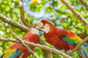 Ecuadorian Parrots at Zoo, Guayaquil, Ecuador