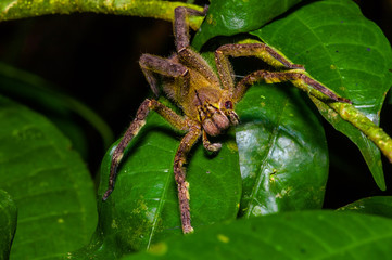 Venomous wandering spider Phoneutria fera sitting on a heliconia leaf in the amazon rainforest in the Cuyabeno National Park, Ecuador