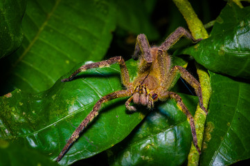 Venomous wandering spider Phoneutria fera sitting on a heliconia leaf in the amazon rainforest in the Cuyabeno National Park, Ecuador © Fotos 593