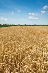 Yellow wheat field with blue sky full of white clouds