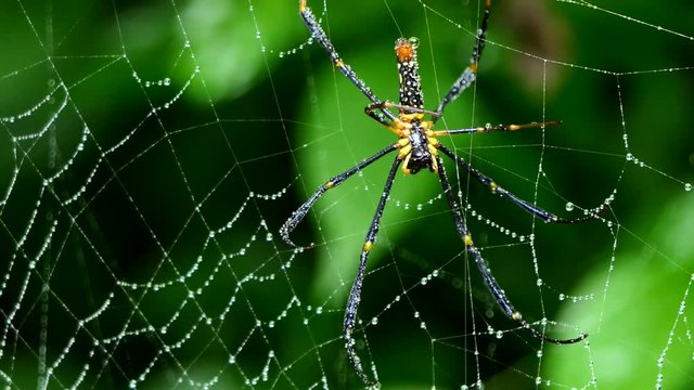 Nephila Maculata (Gaint Long-jawed Orb-weaver) spider on web in tropical rain forest.