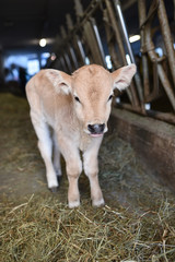 stalla capra mucca vitellino pecora allevamento fattoria