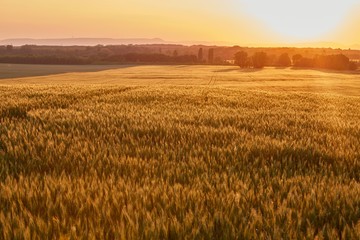 Wheat field detail