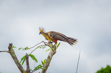 Group of hoatzins, episthocomus hoazin, endemic bird sitting on a branch inside the amazon...