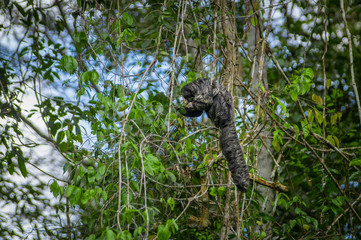 Fototapeta premium Beautiful saki monkey Pithecia monachus, sitting on a branch inside of the Amazon rainforest in Cuyabeno National Park, Ecuador