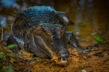 Caiman in the muddy water on the bank of the Cuyabeno River, Cuyabeno Wildlife Reserve, Ecuador