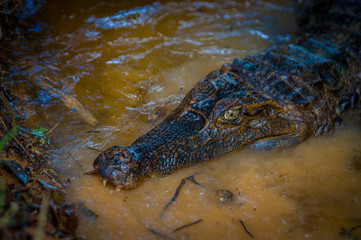 Caiman in the dark water in the Cuyabeno River, Cuyabeno Wildlife Reserve, Ecuador