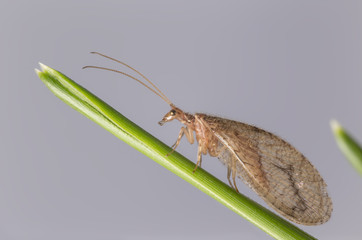 Brown Lacewing
