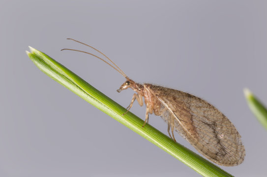 Brown Lacewing