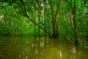 Dense vegetation on Cuyabeno river inside of the amazon rainforest in Cuyabeno Wildlife Reserve National Park, South America Ecuador