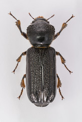 bostrichidae