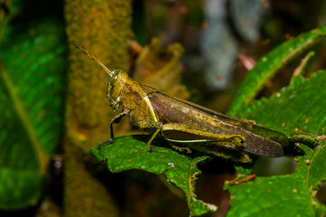 Colorful Grasshopper climbing over green leafs, in Cuyabeno National Park, in Ecuador