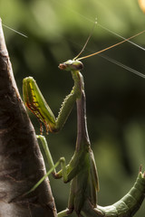 Mantis juvenil