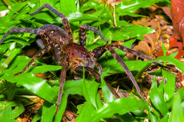 A large spider walking on the ground inside of the forest in Cuyabeno National Park, in Ecuador