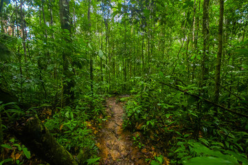 Obraz premium Inside of the amazonian Jungle, surrounding of dense vegetation in the Cuyabeno National Park, South America Ecuador