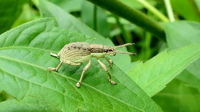 Green Weevil (Hypomeces squamosus) on leaves in tropical rain forest.