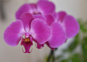 orchidea, fiore, fiori pianta viola roso 