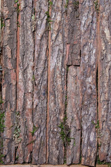 Old Wood Tree Texture Background Pattern