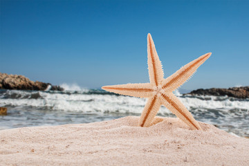 Fototapeta na wymiar Sea starfish on beach in sand.