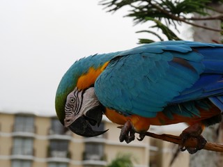 Colorful parrot grasping branch, side view
