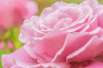 Petals of pink roses with water drops, macro