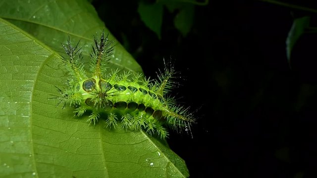 Nettle Caterpillar (Parasa lepida) on leaves eliminate drop water out of body after rain.
