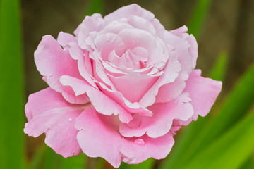 Inflorescence pink rose on a background of green leaves, close-up