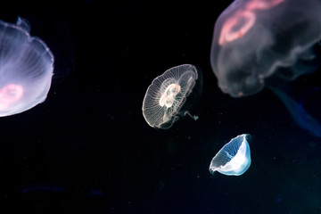 Naklejka na ściany i meble Moon jelly fish in aquarium 