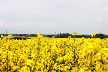 Field of canola