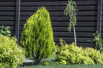 thuja brabant thuja occidentalis thuja plicata arborvitae ball