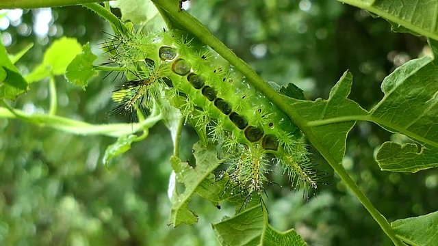 Nettle Caterpillar (Parasa lepida) on leaves in tropical rain forest. Its fur is poisonous.