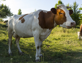 Fototapeta na wymiar A cow with brown and white wool grazes on a green meadow