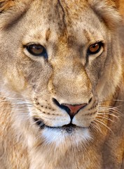 Close-up portrait of the face of a female lion (Panthera leo). 