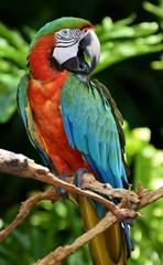 The Harlequin Macaw is a first generation hybrid macaw. It is a cross between a Blue and Gold Macaw (Ara ararauna) and a Green-winged Macaw (Ara chloroptera).