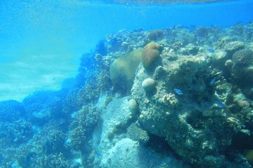 underwater coral life, with small tiger fish, Saipan Underwater wonders of Saipan lagoon with a school of tiger fish