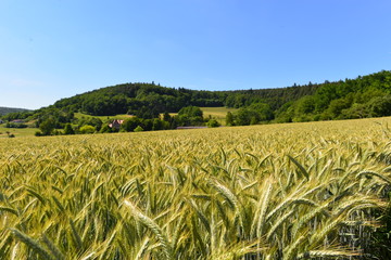 Weizenfeld in Breuberg Odenwaldkreis Südhessen