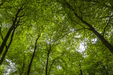 Fototapeta premium Tree tops
