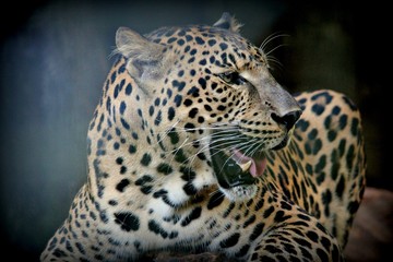 Close up of leopard’s head with mouth open Side view, close up of a leopard’s head, with fangs showing 