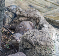 Otter